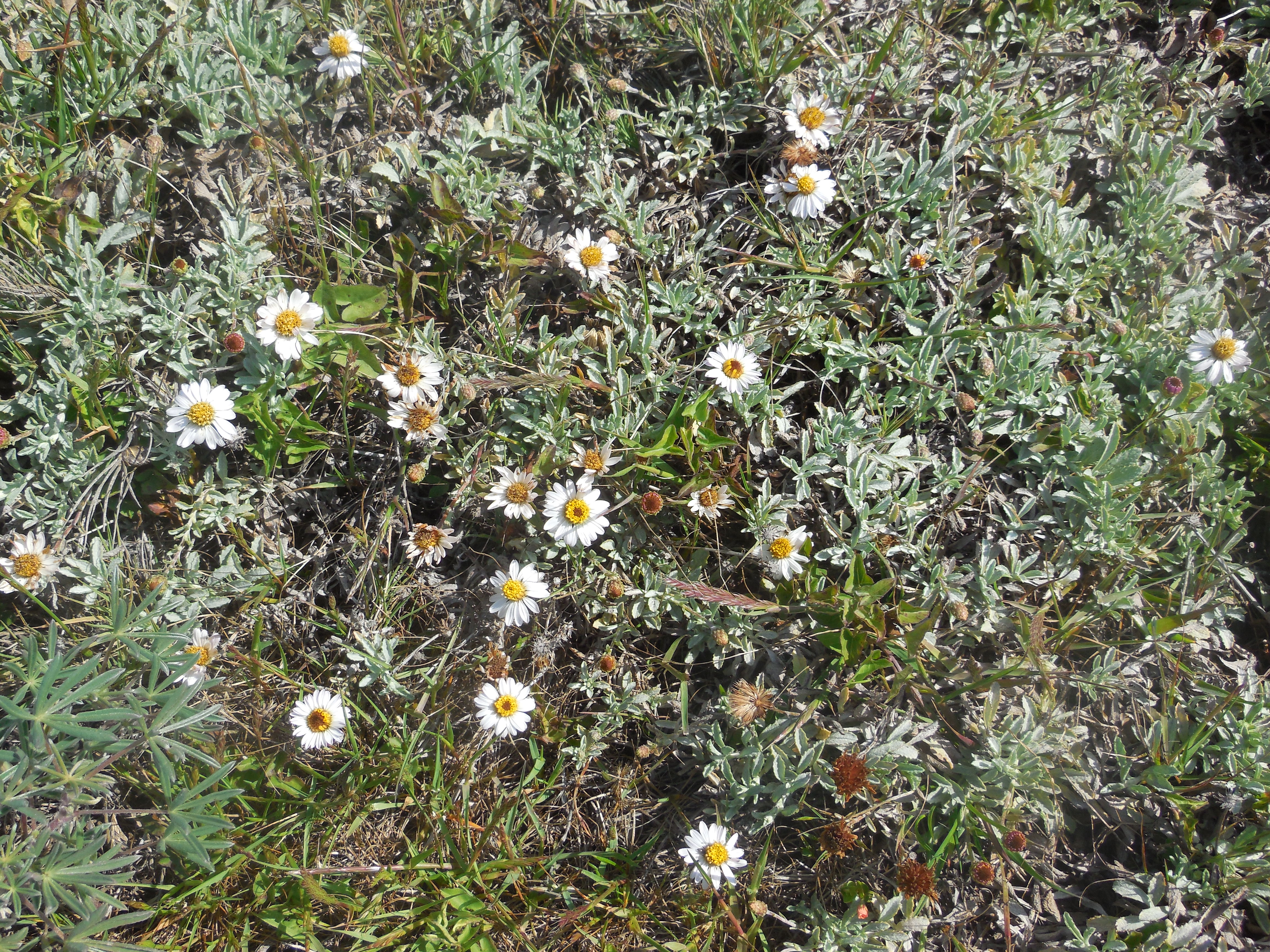 ); common sandaster (Corethrogyne filaginifolia)